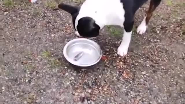 DOG`S REACTION TO SURSTREMMING