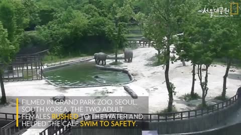 Elephant rescue their child from a pool