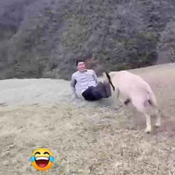 Funny Animals |بسیار خنده دار است