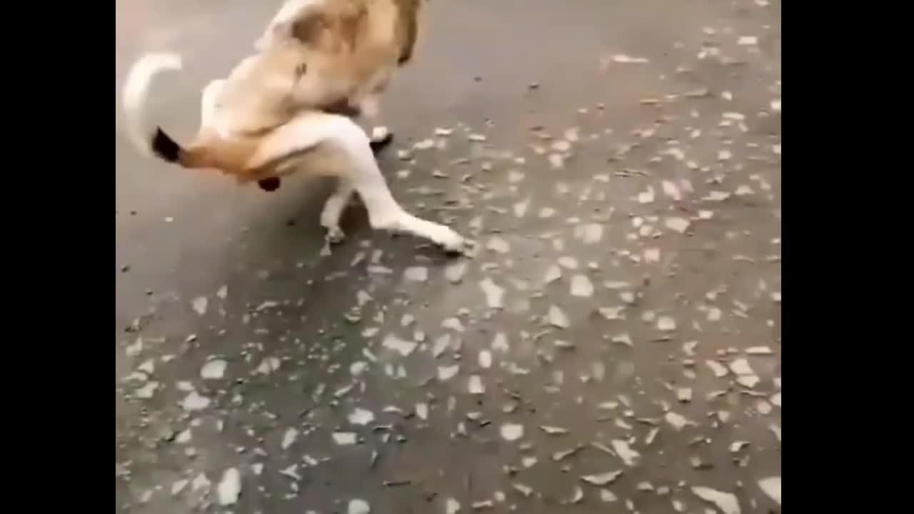 Dog Dance Best Funny Video