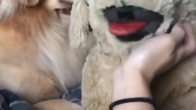 The woman finds a way to determine if her dog is jealous... and the answer is not long in coming!