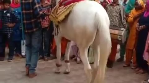 Horse dancing