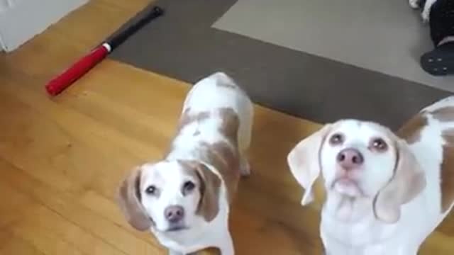 funny dogs. Watch what he does