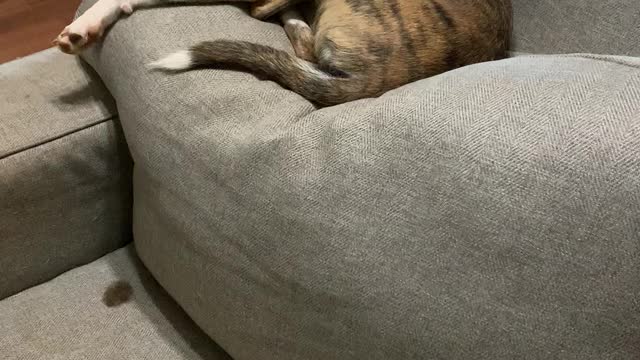 Luna Sue