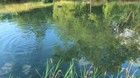 Feeding the fish in the pond after a 2-3 year stocking program.