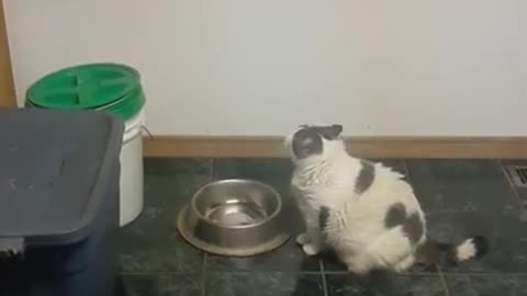 Clowder Of Cats