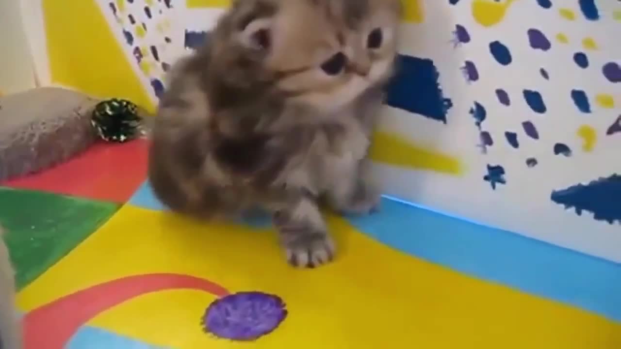 CUTE CATS Compilation very tender # 1