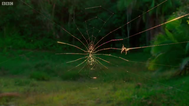 Real-Life Spider Shoots Web 25 Metres Long! | The Hunt | BBC Earth