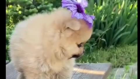 Cute Puppy and Funny Puppy Sweet Moment Video