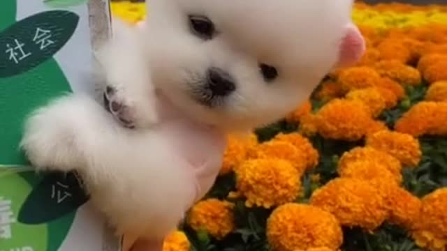 SO CUTE FUNNY PET