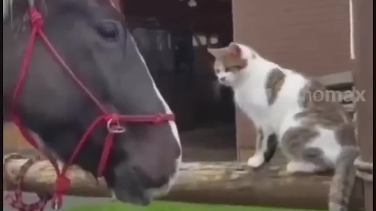 Funny Animal Video