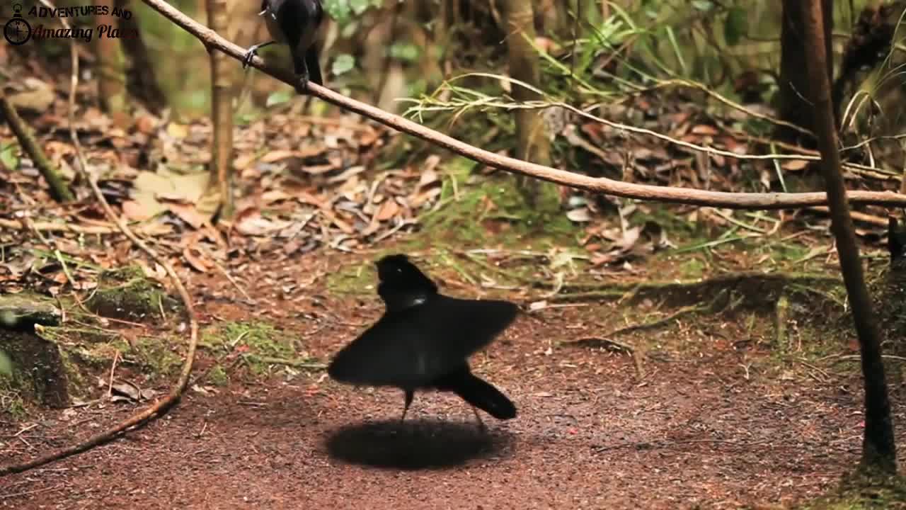 Beautiful Birds with sounds.