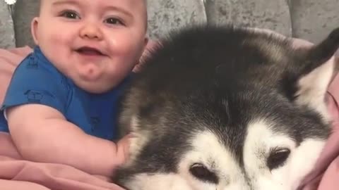 Husky becomes baby sitter