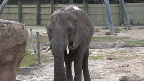 Elephants Enjoy Christmas Trees Too