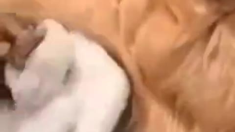 animal comedy 🤣🤣🤣