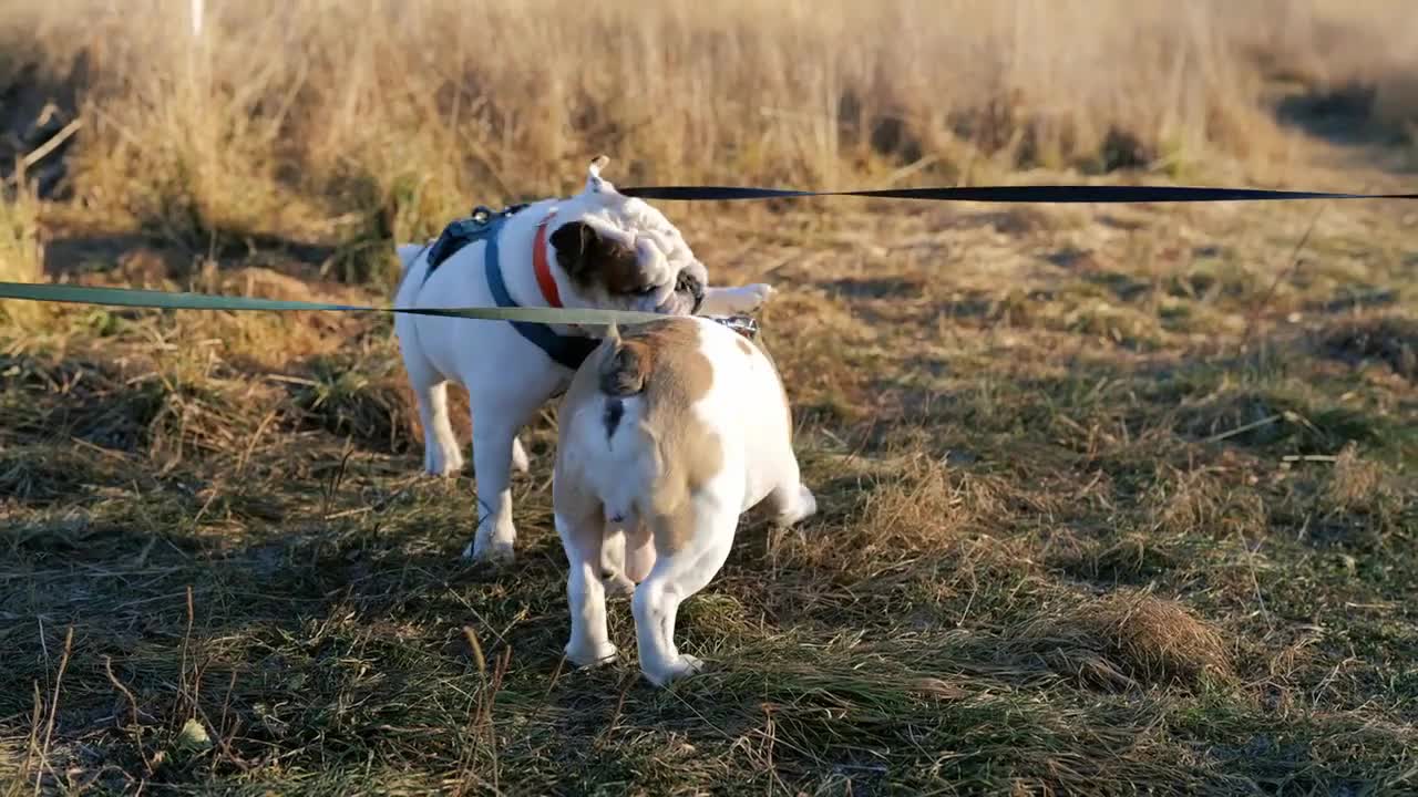 One doggy biting and attack the other dog