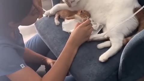 incredible helping cat