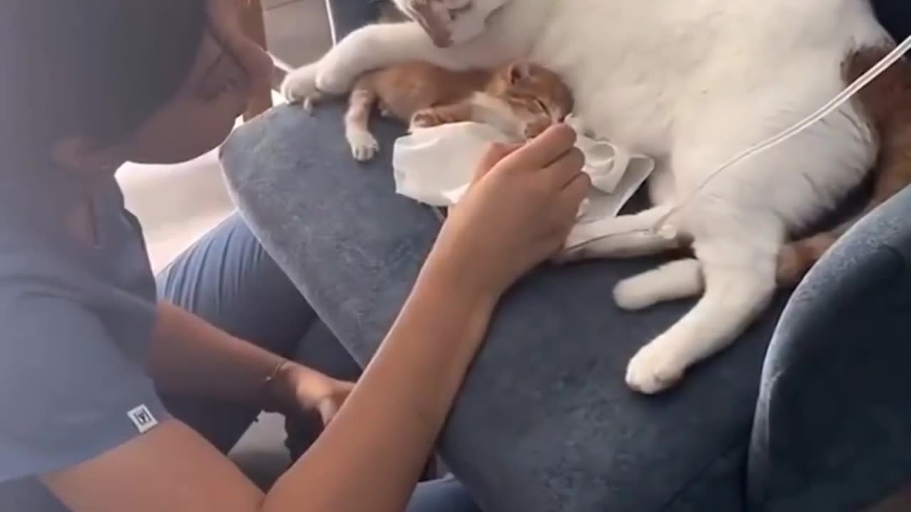 incredible helping cat