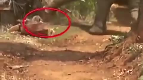 Elephant and tiger fight