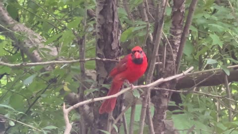 Male Cardinal was crowded out by all the squirrels