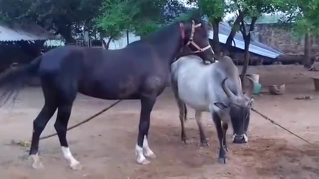 Lovely Horse and Kangayam Cow Love