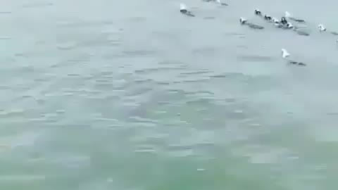 Goats swimming in the sea
