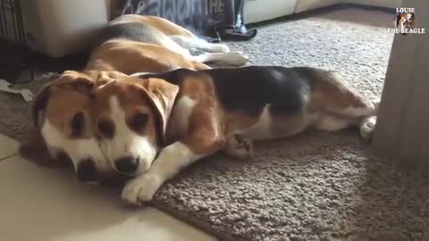 Cute and Adorable Beagle Puppy From 8 Weeks to 8 Months Cute Puppy Marie.