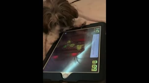 Dog plays fruit ninja