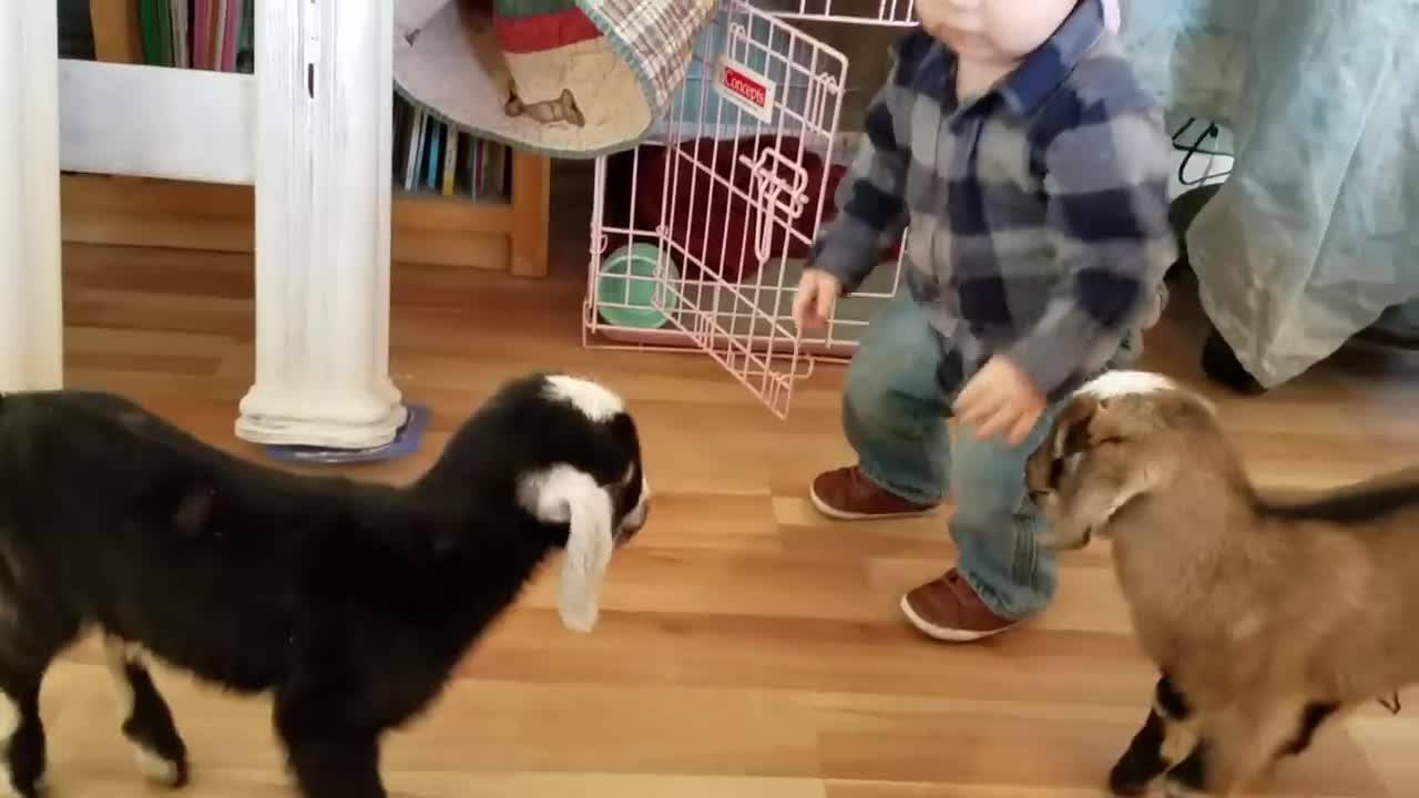 Cute baby and goat kids