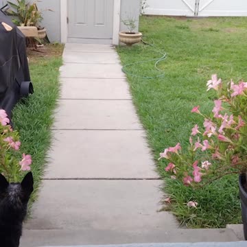 Nacho libre and the silkies