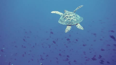 turtles in sea