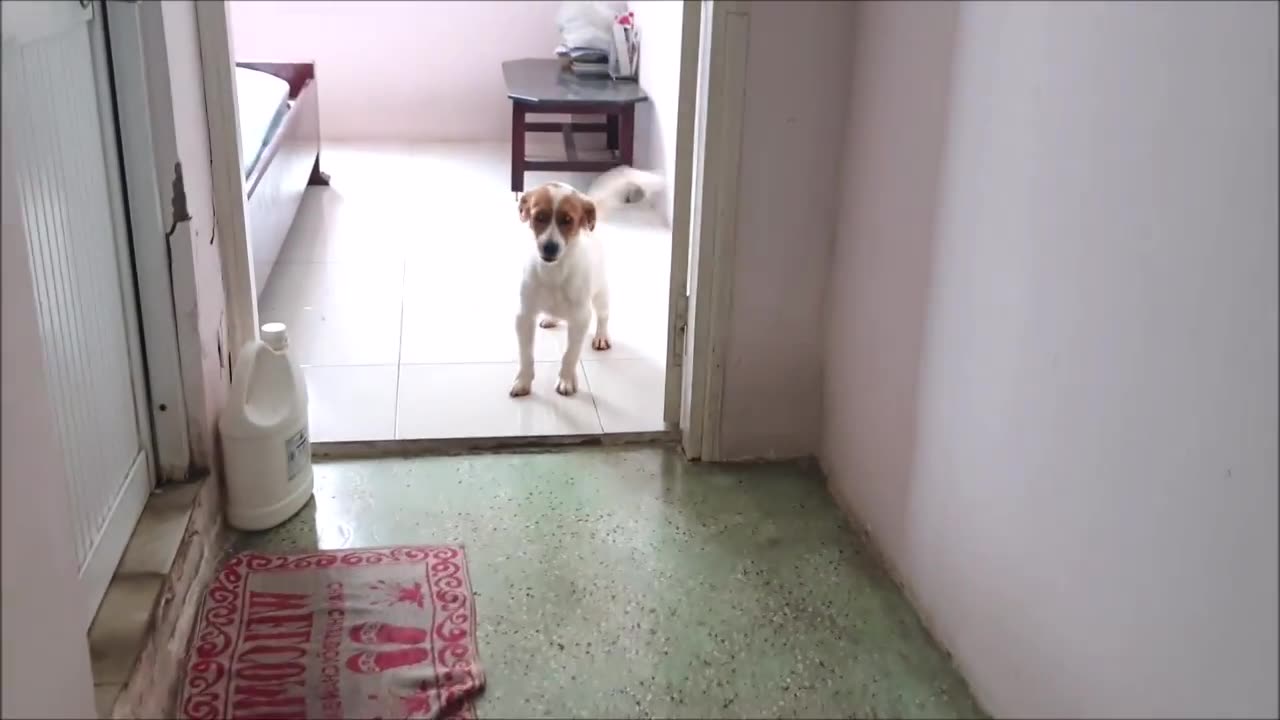 Hilarious Dog