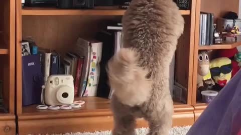 Brown dog trying to reach toy from tv stand