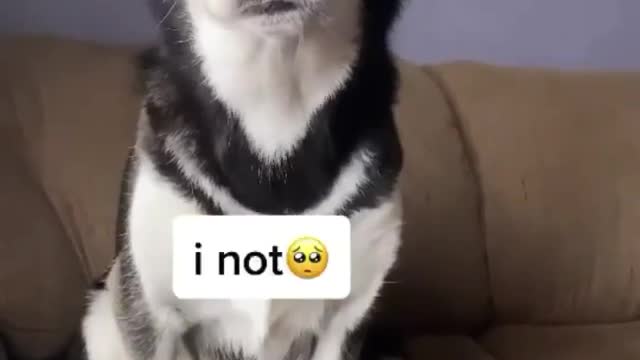 Telling to a husky he was adopted he take it too seriously