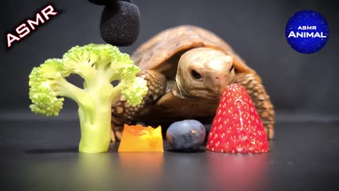 Relaxing ASMR Eating Food Mukbang for Sleep 🐢 Turtle Tortoise 8