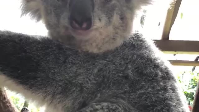 koala smiling towards the camera