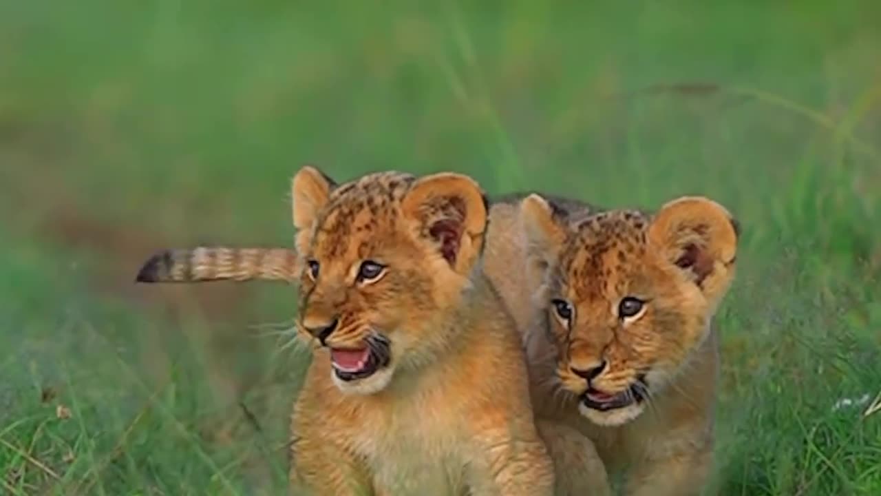 Friends are temporary, brothers are permanent
