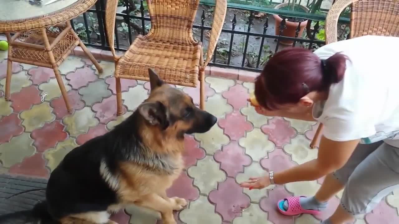 Obedient dog eating fruit / funny videos Brazil