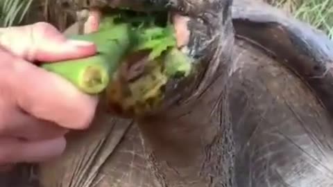 best video