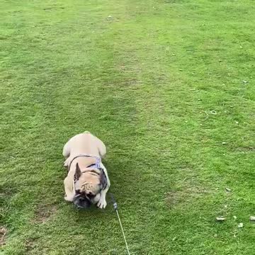 Frenchie makes a quick getaway from those sheep