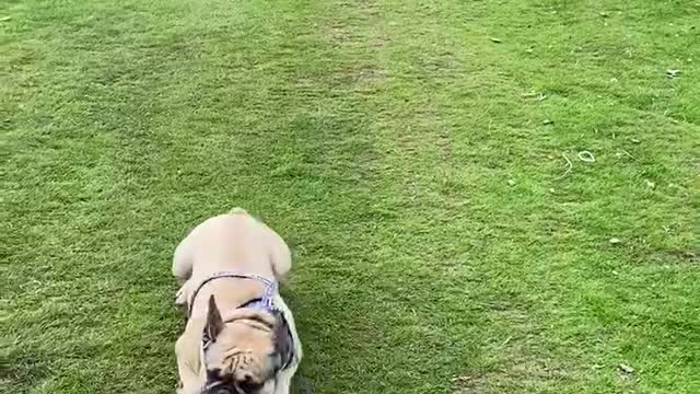 Frenchie makes a quick getaway from those sheep