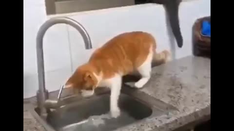 Funny Cat Complie Videos you extremely laugh