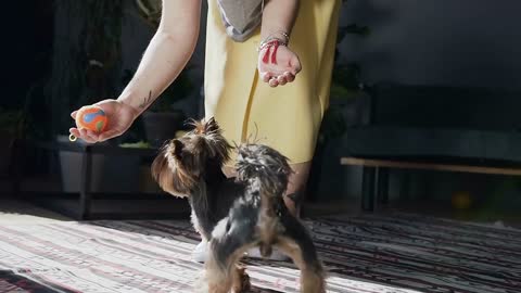 A small and beautiful dog is played with a bright ball