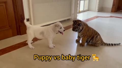 Puppy vs baby tiger