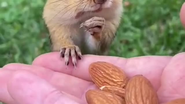 I Love Pets - Funny Pets Video Clips #Funny Pets