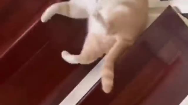 Family of small animals