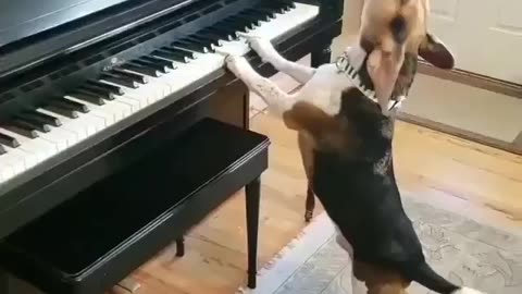 Dog 🐶🐕 singer