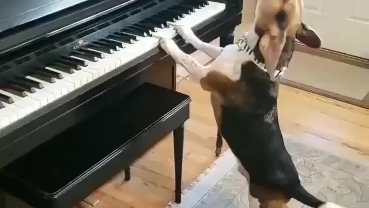 Dog 🐶🐕 singer