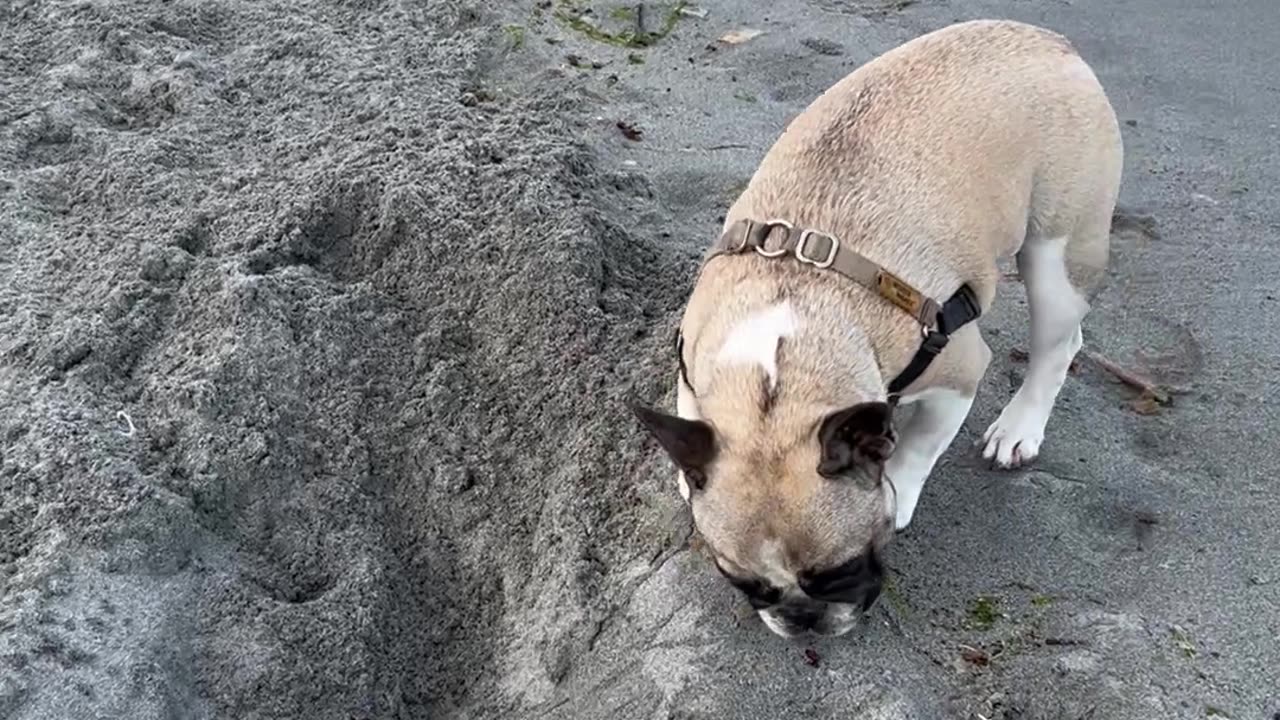 Fearful Frenchie Spooked by Hole at the Beach