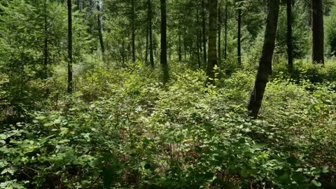 Canada drone filming HD
